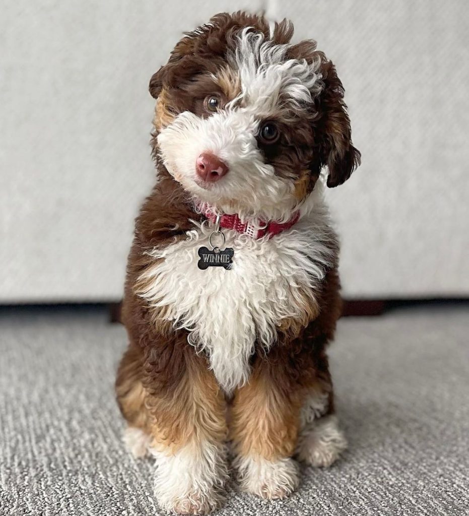 Toy Aussiedoodle Puppies For Sale in Fayetteville
