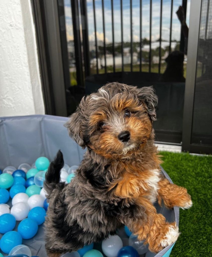 Toy Aussiedoodle Puppies For Sale in Wilmington