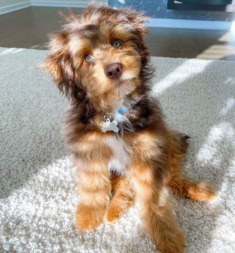 Toy Aussiedoodle Puppies For Sale in Harrisburg