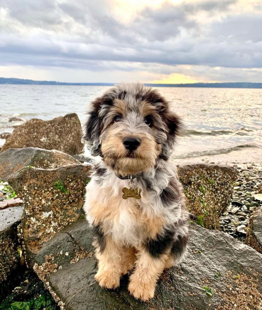 Toy Aussiedoodle Puppies For Sale in Concord