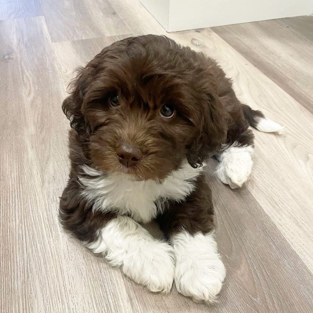 Toy Aussiedoodle Puppies For Sale in Detroit