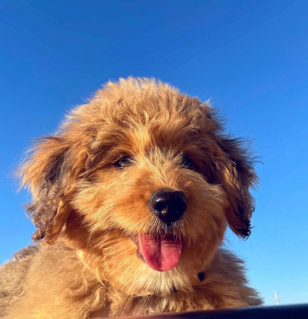 Toy Aussiedoodle Puppies For Sale in Dearborn