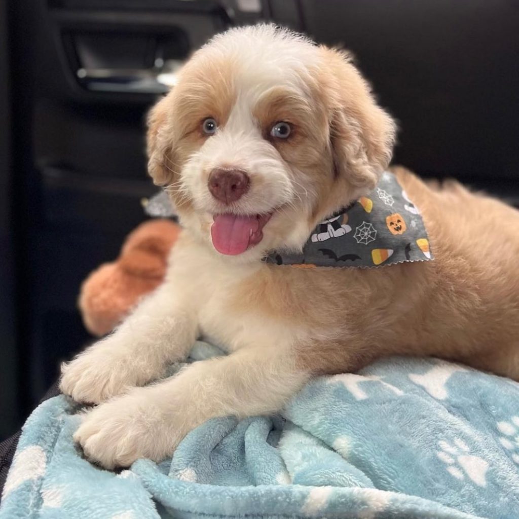 Toy Aussiedoodle Puppies For Sale in Canton
