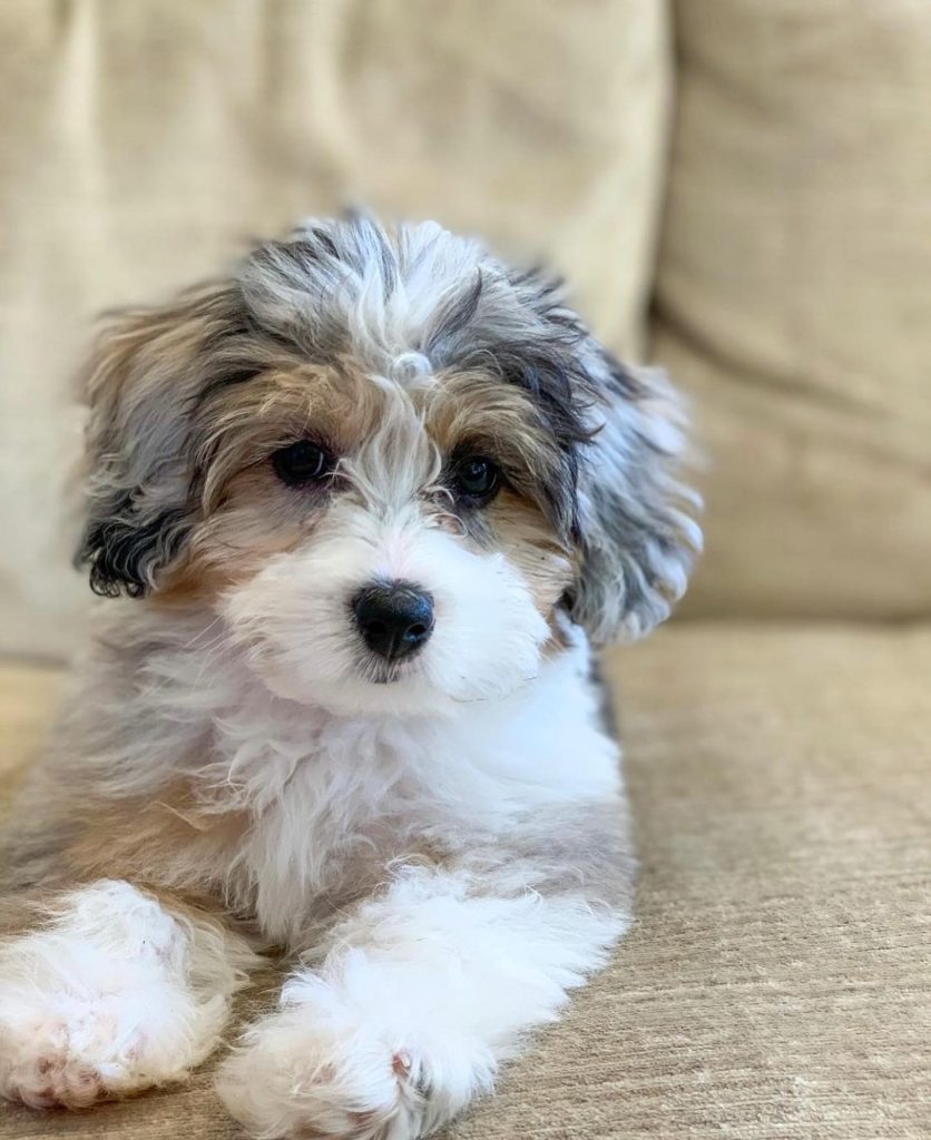 Toy Aussiedoodle Puppies For Sale in Waterford