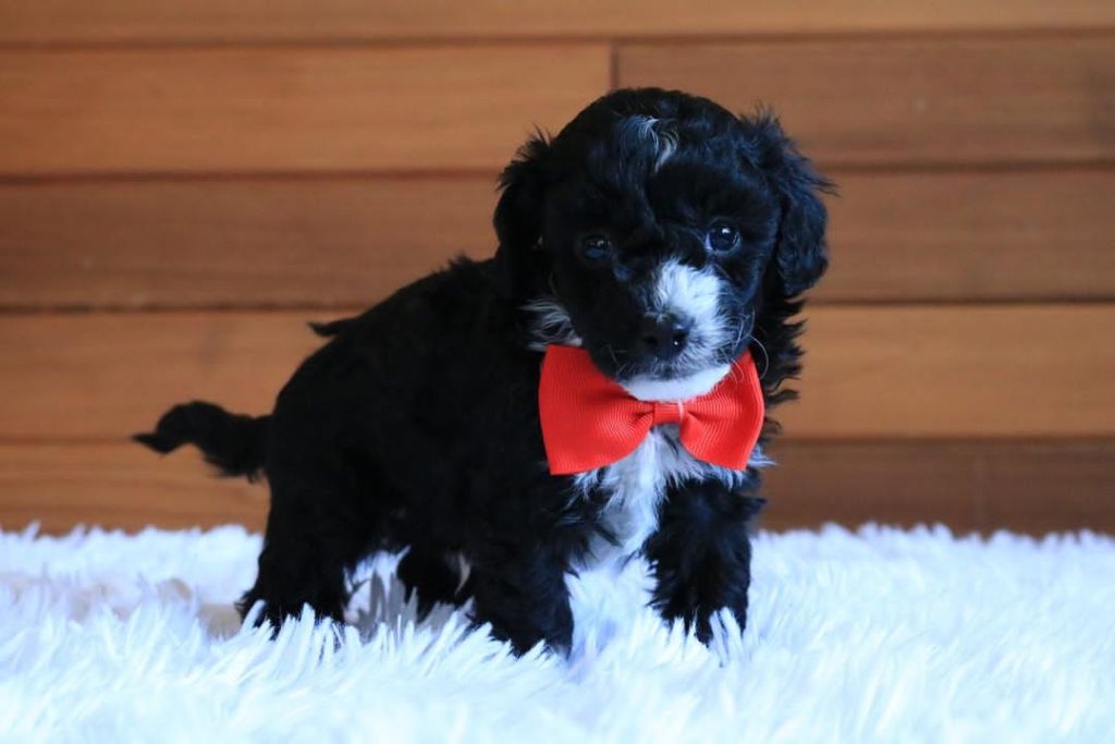 Mini Aussiedoodle For Sale in Aspen Hill
