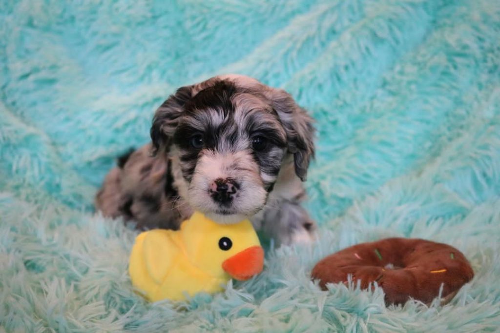 Mini Aussiedoodle For Sale in North Bethesda