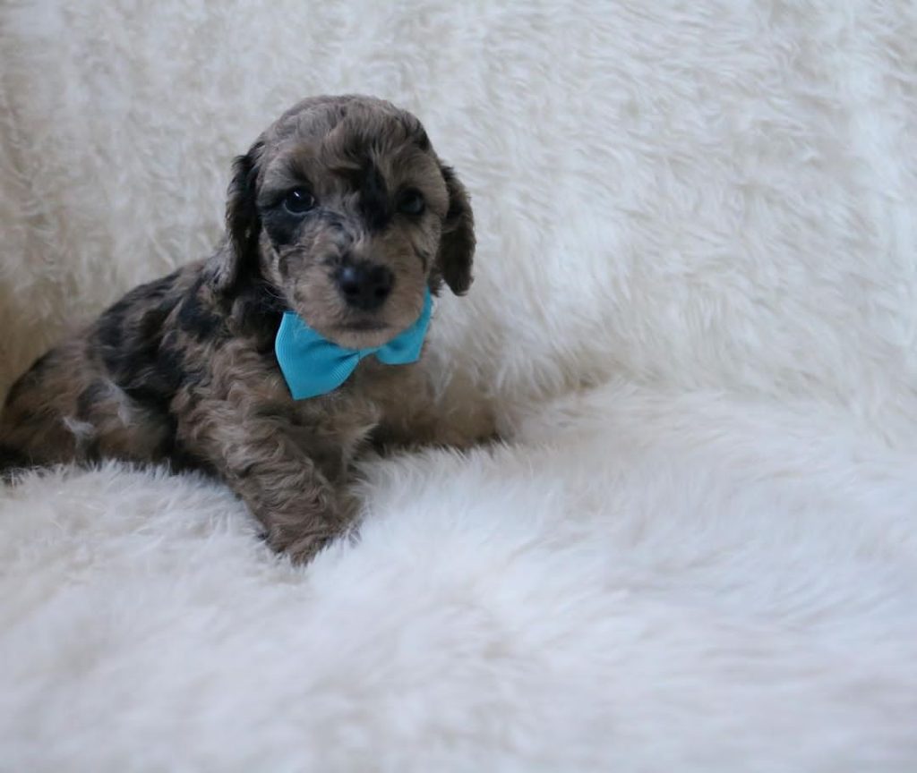 Mini Aussiedoodle For Sale in Highland town