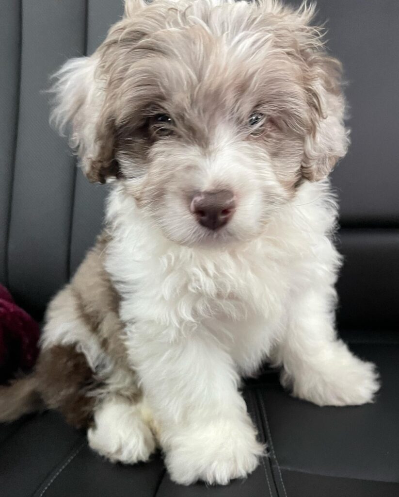 blue merle mini aussie puppy